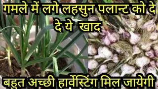 how to grow garlic ,lots big saize harvest /लहसुन पलान्ट मे अभी करे जरुरी काम/growing garlic in pot