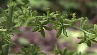 Poison Plant series- False Hellebore 1.wmv