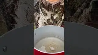 How to harvest birch sap and make into syrup with Chef Robin