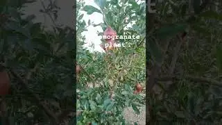 ||Brand farmers||promogranate in my garden #fruit #treading #shortvideos #viralreels ||subscribe ||