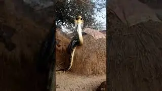 Shimmi chachcha ke bonge mein king cobra dekha gaya#shorts #ai #aishorts