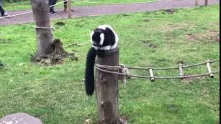 Lemur laugh!