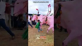 ಆನೆ ಗಾತ್ರದ ಎತ್ತುಗಳನ್ನು ಪ್ರದರ್ಶನಕ್ಕೆ ತಂದ 7 ವರ್ಷದ ಹುಡುಗ 🔥 &zwj;big size bulls with 7 years old boy #cow