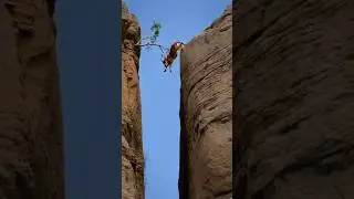 goat falling off a cliff #aigenerate #goat #goatfall #cliff #animalfall #wildlife #accident #nature