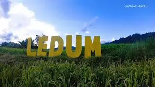 Easterly Essence Ledum 2019