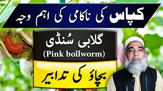 Strategy to control Pink bollworm in Cotton | Crop Reformer