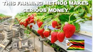 How White Farmers In Zimbabwe Are Making Money From Hydroponics Strawberry Farming 