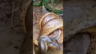 Animal Fight Club: Crocodile Vs All! #animals #animallife #crocodile