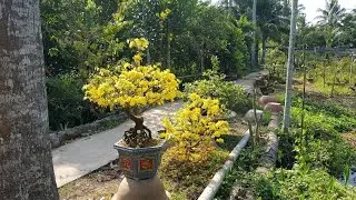 Mai Giảo Siêu Nụ Nở Hoa - Mùng 7 Tết 2021