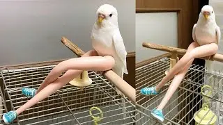 Friendly Talking And Singing Parrots Compilation 2021 #01