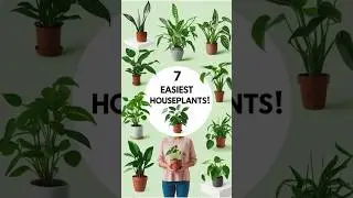 7 Easy Indoor Plants for Beginners
