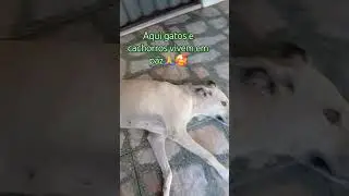 Lar dos Pets.#gatosresgatados #cachorrosdivertidos #kitty #cat #cute #funny #catshorts