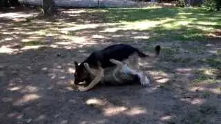 German shepherd and Siberian husky play rough
