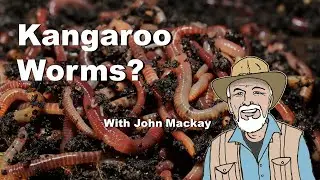 Kangaroo Worms? Fossil Worms from Kangaroo Island!