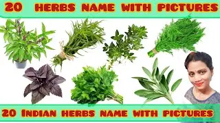 20 Herbs name with pictures ll What are the 20 examples of herbs?