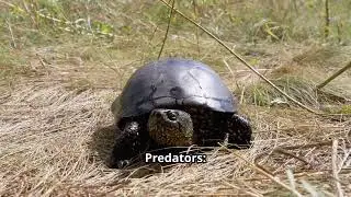 This Turtle Breathes Through Its Butt! Weird Nature Facts.