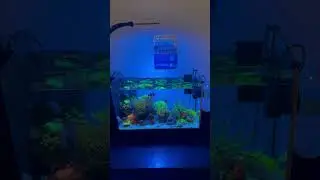 Fluval spec 5 gallon reef