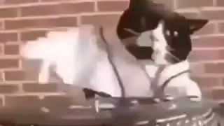 Inshallah, this cat is HARAMالحمد لله😠😡😡حفظه الله