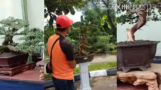 BONSAI ART CIKANCUNG