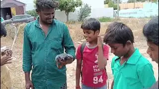 Pigeon is also a deserved one to get it's last rites to be done ..by TN Govt middle school students
