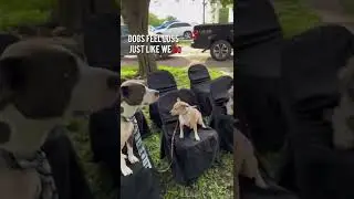 Dog Cries at Best Friend&rsquo;s Backyard Funeral 💔 | Heartbreaking Pet Moment Caught on Camera #doggrief