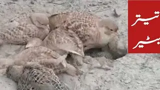 Beautiful Bird and kids