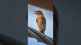 Brown Rockchat । Brown Rockchat sound । Brown Rockchat call । Brown Rockchat bird