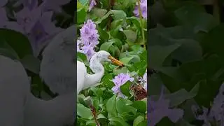 Egret catchig Fish|#Egret|#Heron|#Shorts