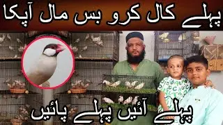Quantity kam h bhaiyon pehle ajao or lejao | Cheap price birds | Fawn java | Java sparrow | Java