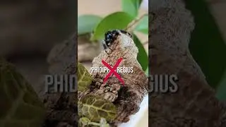 Des araign&eacute;es SAUTEUSES en France ?