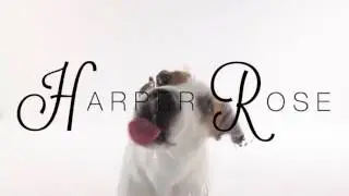 Is your dog instagram famous?