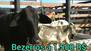 Itapororoca: Feira do Gado | Feira Mais Organizada da Paraíba | O Gado Mais Em conta da Paraíba