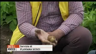 LA PATATA ITALIANA, STA MORENDO