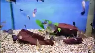 Richard Dawkins - Evidence For Evolution - Guppy Experiment - Natural Selection Observed