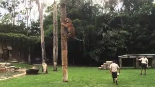 Tiger Climbing Pole - Josh and Laura