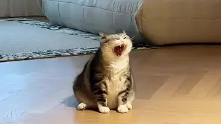 Funny Cat Videos Daily 😹 &ndash; Try Not To Laugh Part 2
