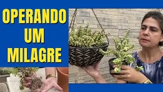 SUCULENTA ARVORETA: Operando um  MILAGRE - parte 1/Grazi Bittencourt