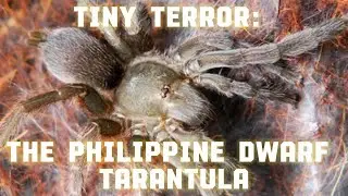 Philippine Dwarf Tarantula