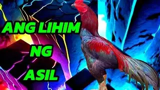 ASIL: ANG HARING MANOK! 👑🔥