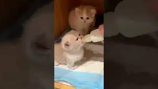 drinking milk #shorts #cute #cat
