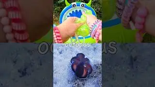 Monster Pool Learning | Sea Animal Names for Kids: Blue Shark Walrus Clownfish Nurse Shark Octopus