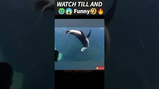 Like a Boos                                    Respect Funny Animals 2022 🐱#short #funcover #Respect