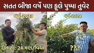 ગોંડલના આ ખેડૂત છેલ્લા બે વર્ષથી કરે છે ફૂલે પુષ્પા તુવેરનું વાવેતર | Fule Pushpa | बेस्ट अरहर किस्म
