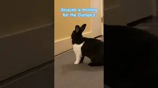 Bunny Olympics! Can this #bunny go the distance? Run, jump, and slide. #cuteanimals