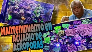 MANTENIMIENTO AL EDEN DE LAS ACROPORAS (el acuario de Dany Bellamy 2)