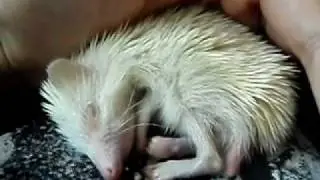 Sleeping Baby Hedgehog