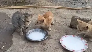 Cat Beautiful video 😻