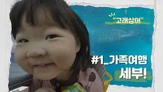 세부 가족여행 4박 6일 코스 총정리! 🇵🇭 오슬롭 고래상어 & 모알보알 거북이 (아이와 함께하는 현실 육아 여행)