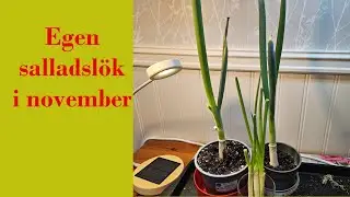 Egen salladslök i november