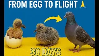 Day by day The growth and development of a pigeon chick 0 to 30 days old
